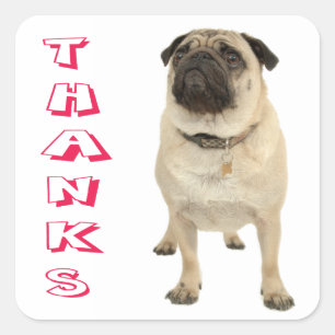 Adesivo Quadrado Obrigado Pug Puppy Dog Stickers / Selos