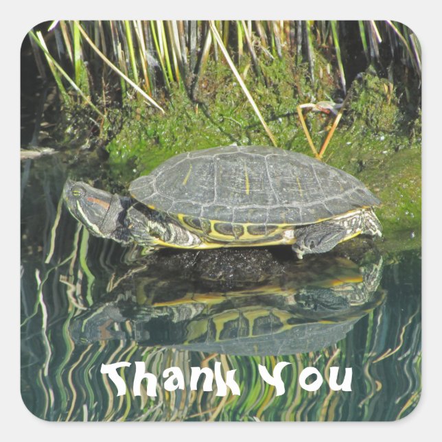 Adesivo Quadrado Obrigado Turtle Water Refletion Photo Reptile (Frente)