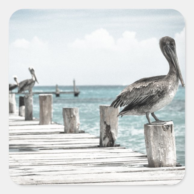 Adesivo Quadrado Oceano Costeiro Pelicano (Frente)