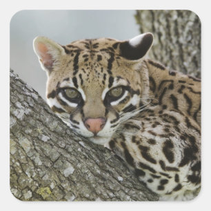 Adesivo Quadrado Ocelot, Felis pardalis, cativo, fêmea descansando 