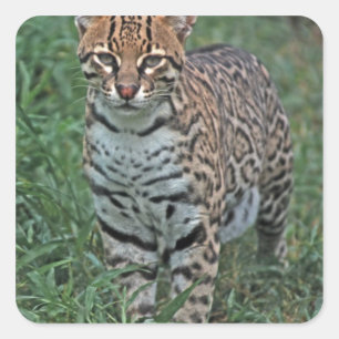Adesivo Quadrado OCELOTE (Leopardus pardalis) AMÉRICA CENTRAL