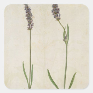 Adesivo Quadrado Officinalis do Lavandula (lavanda inglesa velha),