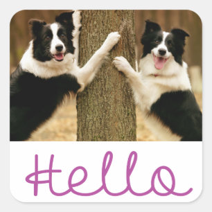 Adesivo Quadrado Olá Cachorro Filhote Border Collie Preto E Branco