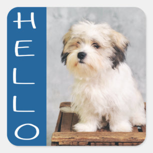 Adesivo Quadrado Olá, Maltês Puppy Dog Stickers / Selos