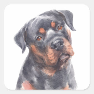 Adesivo Quadrado Olá Rottie Puppy Dog Watercolor Rottweiler