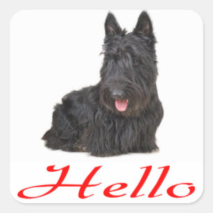 Adesivo Quadrado Olá, Scottish Terrier Puppy Dog Sticker / Label