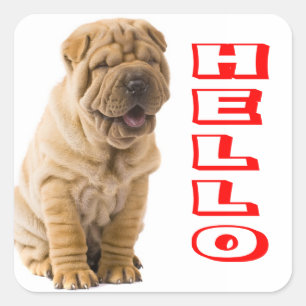 Adesivo Quadrado Olá Shar Pei Puppy Dog Sticker / Selos