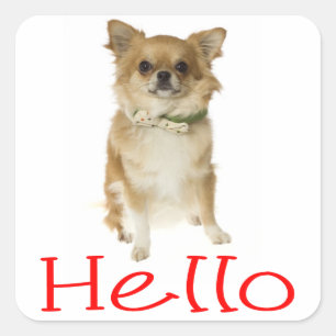 Adesivo Quadrado Olá Stickers de Cachorro Chihuahua Filhote Saudaçã