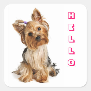 Adesivo Quadrado Olá Stickers de Cachorro Filhote Yorkshire Terrier