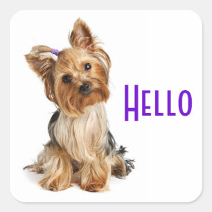 Adesivo Quadrado Olá Yorkshire Terrier Yorkie Puppy Dog Stickers