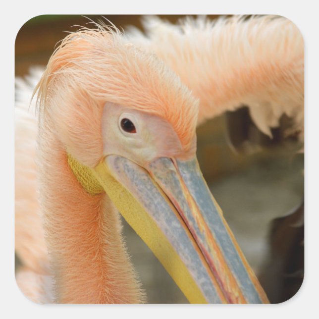 Adesivo Quadrado Olhando Para O Penteado Pelicano (Frente)