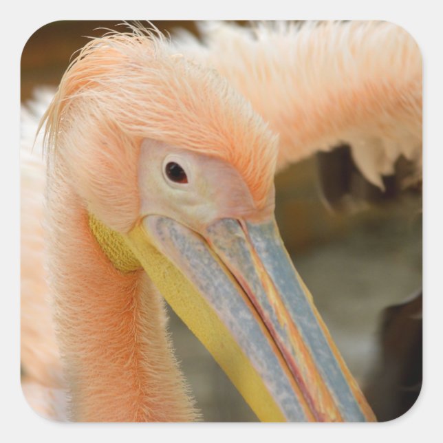 Adesivo Quadrado Olhando Para O Penteado Pelicano (Frente)