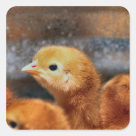 Adesivo Quadrado Olhar