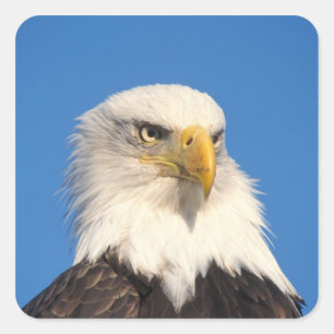Adesivo Quadrado Olhar de Águia Americana