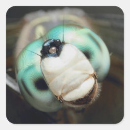 Adesivo Quadrado Olhos Compostos Iridescentes De Dragonfly Cuta Clo