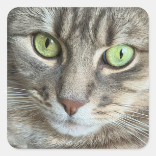 Adesivo Quadrado Olhos Esmeralda – Retrato de um Gato de Olhos Verd