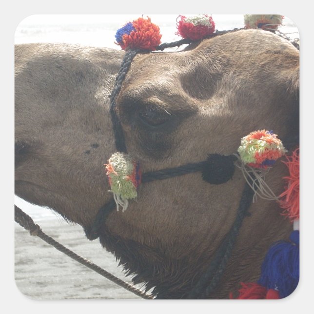 Adesivo Quadrado Oman Muscat Camel Photo Art Impressão (Frente)