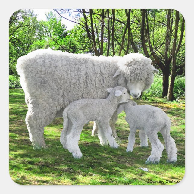 Adesivo Quadrado "Oona e suas gêmeas" (Frente)