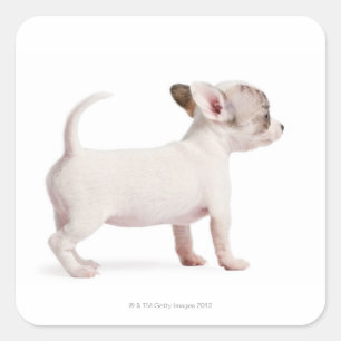 Adesivo Quadrado Opinião lateral o filhote de cachorro da chihuahu