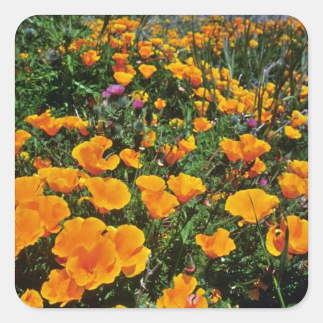 Adesivo Quadrado Orange California Poppies flores (Frente)