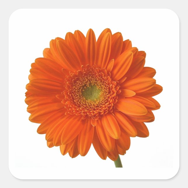 Adesivo Quadrado Orange Daisy Stickers (Frente)
