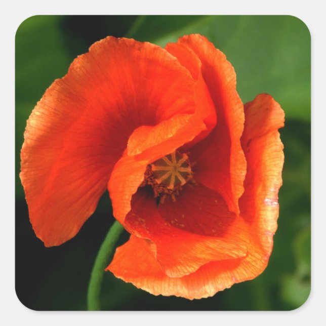 Adesivo Quadrado Orange Poppy (Frente)