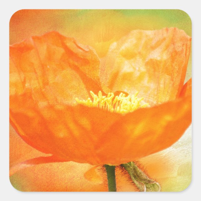Adesivo Quadrado Orange Poppy (Frente)