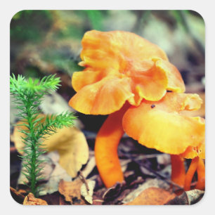 Adesivo Quadrado Orange Wild Mushroom Nature