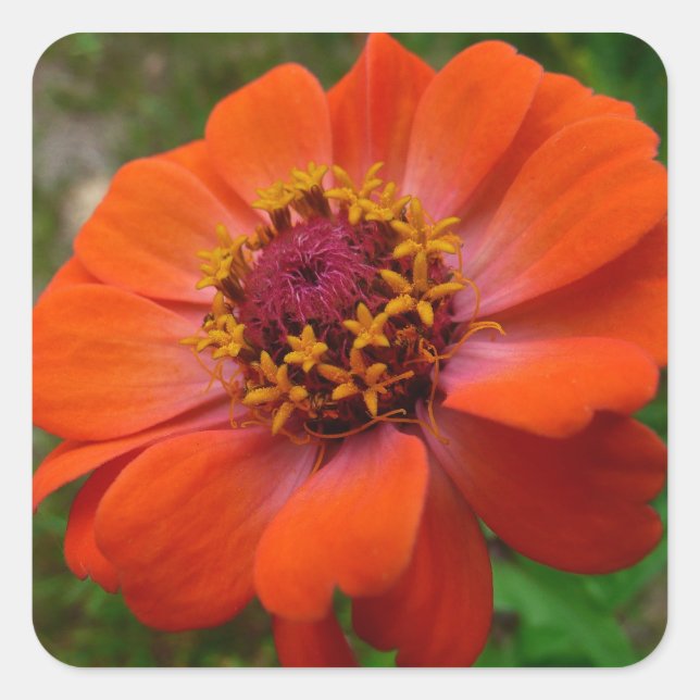 Adesivo Quadrado Orange Zinnia Wildflower Nature Floral (Frente)