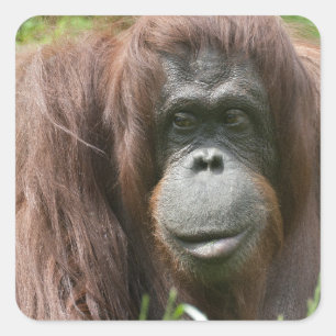Adesivo Quadrado Orangutan