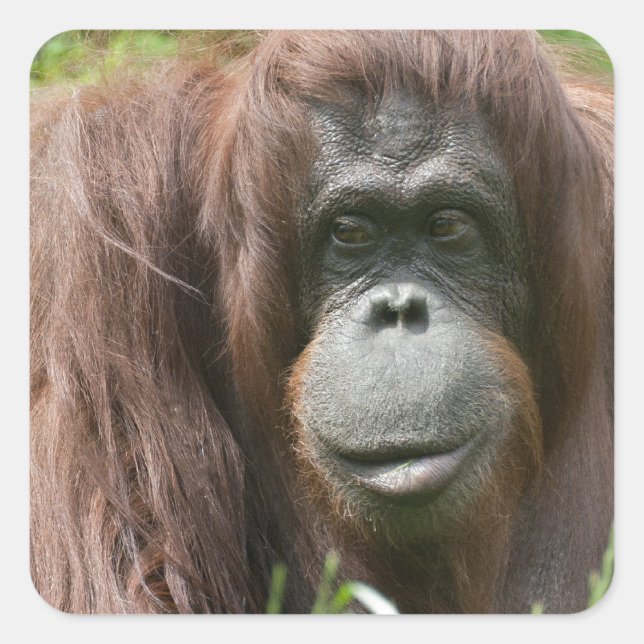 Adesivo Quadrado Orangutan (Frente)