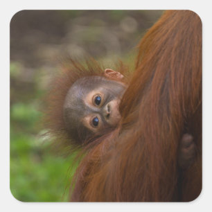 Adesivo Quadrado Orangutan Baby Dando Uma Olhada