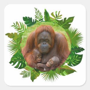 Adesivo Quadrado Orangutan Family Bond