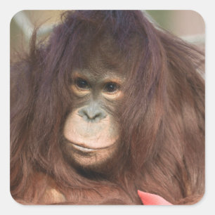 Adesivo Quadrado Orangutan Kayan
