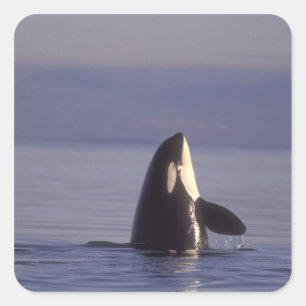 Adesivo Quadrado Orca assassina (Orca orcinus) espiando perto