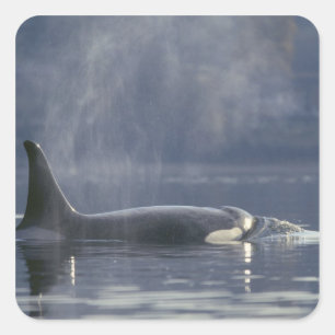 Adesivo Quadrado Orca fêmea adulta (Orcinus Orca), Puget