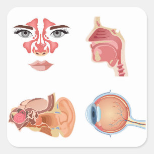 Adesivo Quadrado Órgãos humanos internos