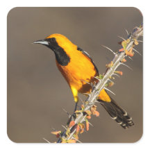 Oriole de Capuz em um galho