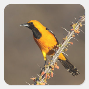 Adesivo Quadrado Oriole encapuzado em um galho