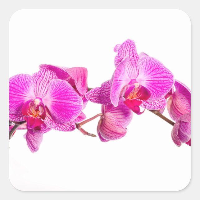 Adesivo Quadrado Orquídea (Frente)