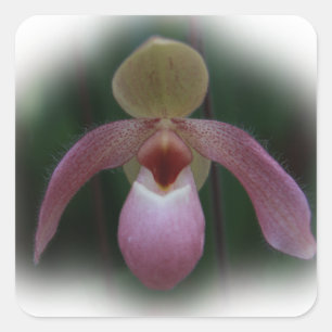 Adesivo Quadrado Orquídea de deslizador de senhora