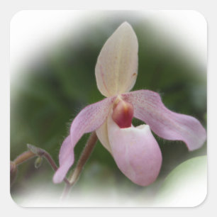 Adesivo Quadrado Orquídea de deslizador de senhora cor-de-rosa