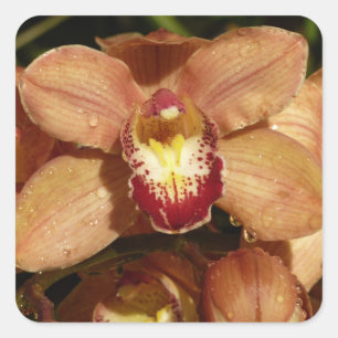 Adesivo Quadrado Orquídeas de Pêssego com Raindroits Floral