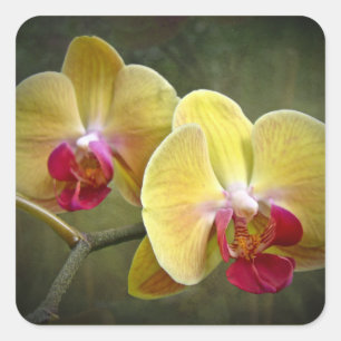 Adesivo Quadrado Orquídeas de traça amarelas - Phalaenopsis