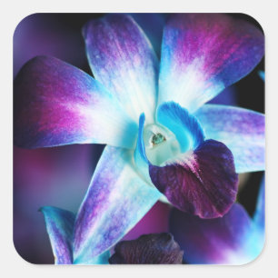 Adesivo Quadrado Orquídeas personalizadas do Dendrobium orquídea