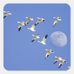 Adesivo Quadrado Os gansos de neve tomam o vôo no lago NWR