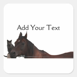 Adesivo Quadrado Os melhores amigos gato e cavalo afagam acima