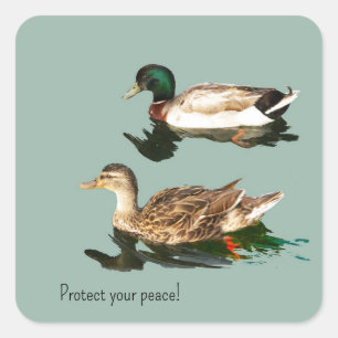 Adesivo Quadrado Os patos. Proteja a sua paz