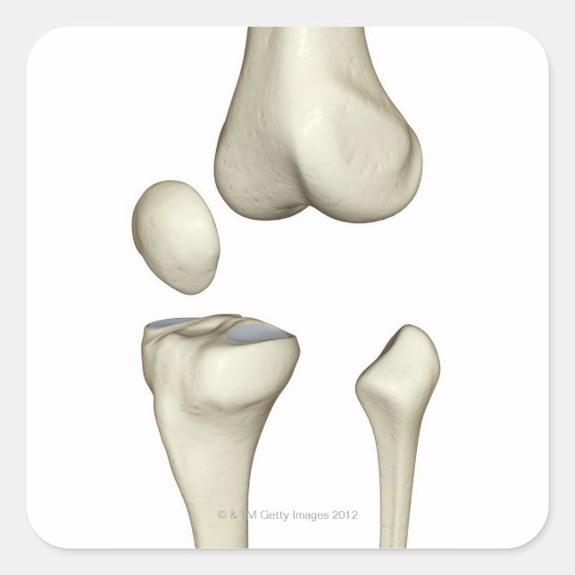 Adesivo Quadrado Ossos do joelho 5 (Frente)