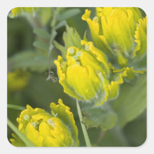 Adesivo Quadrado Ouro índio Paintbrush Castilleja